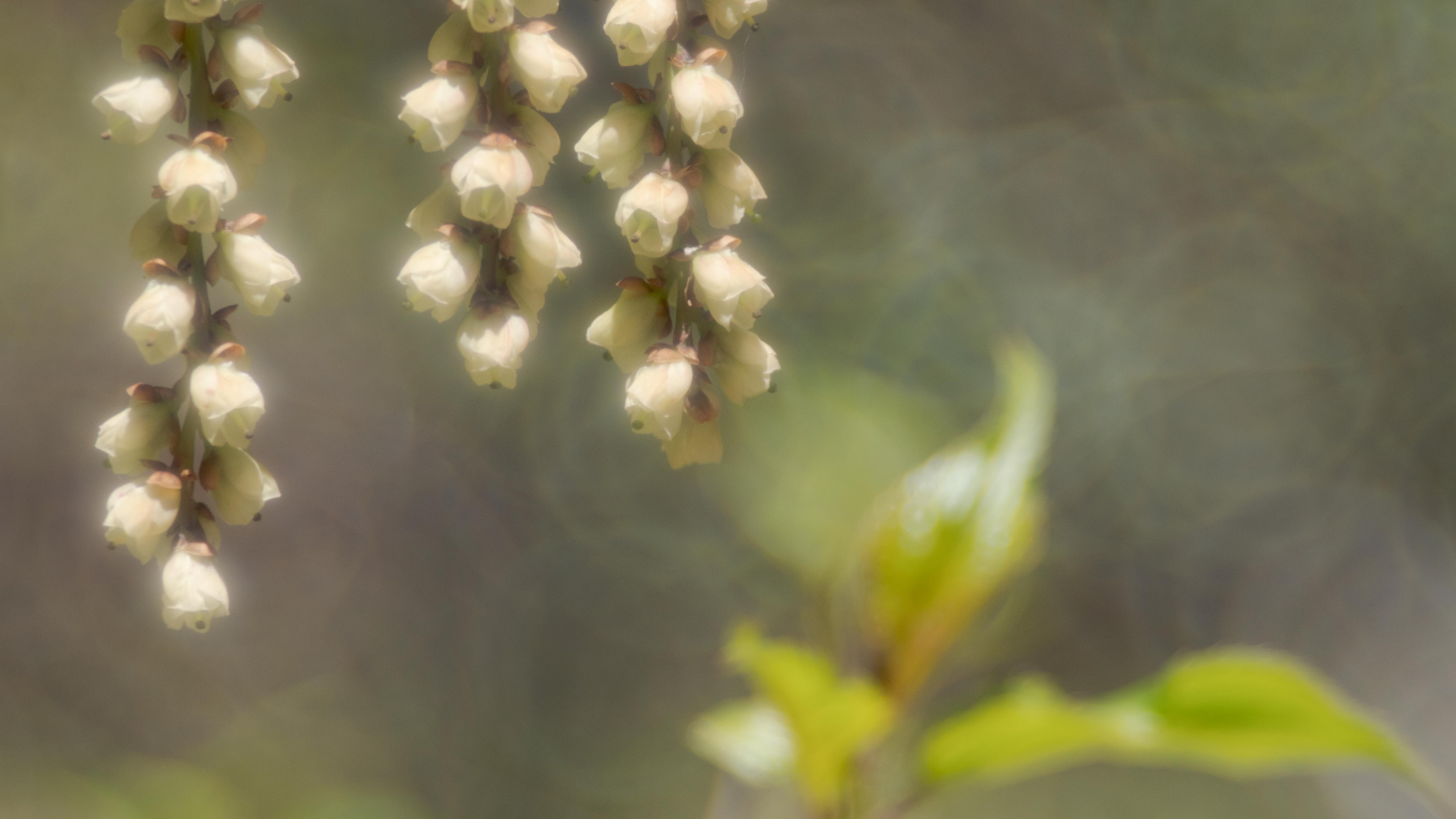 贅沢屋の 100mm 1285 TRIOPLAN 100mm F2.8 M42マウント 高級品市場